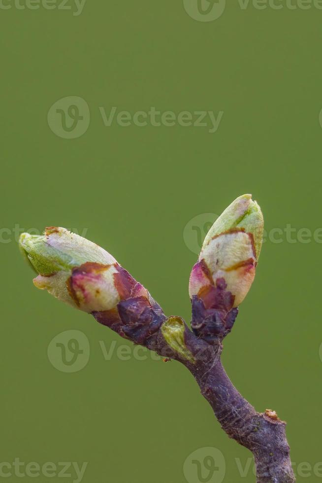 many fresh buds on a branch photo