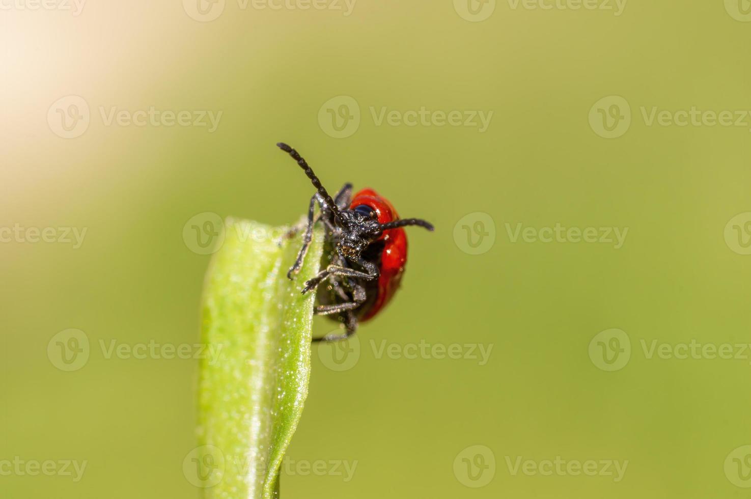 one red lily beetle sits on a leaf photo