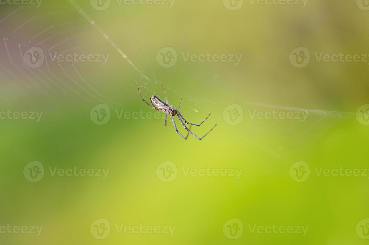 one spider sits in its web and waits for prey photo