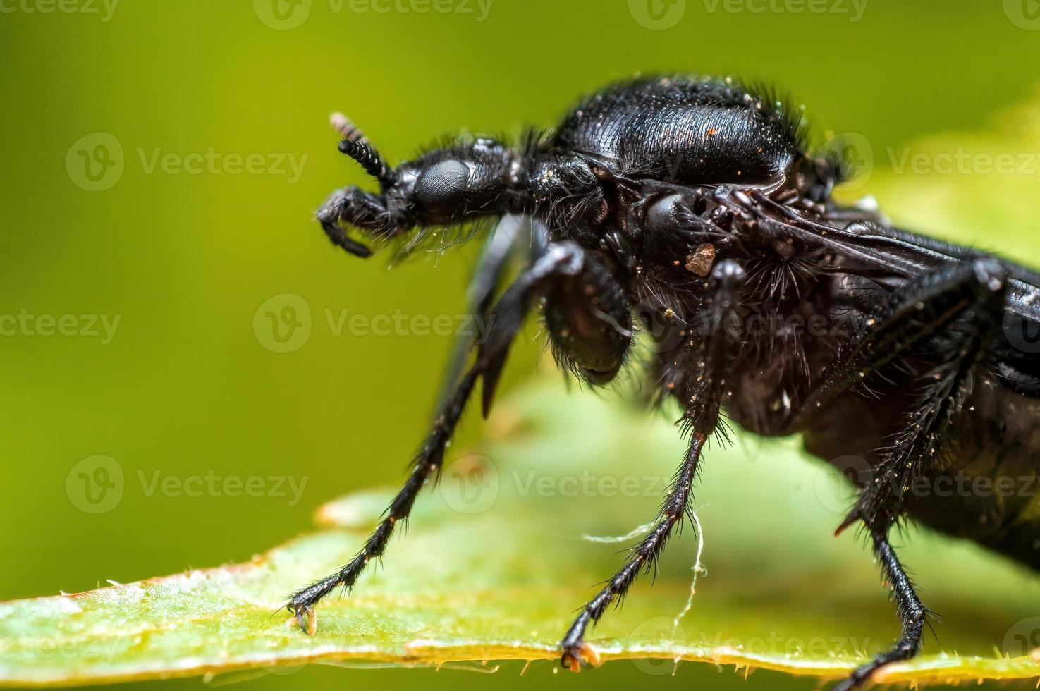 one March fly sits on a leaf in a forest photo