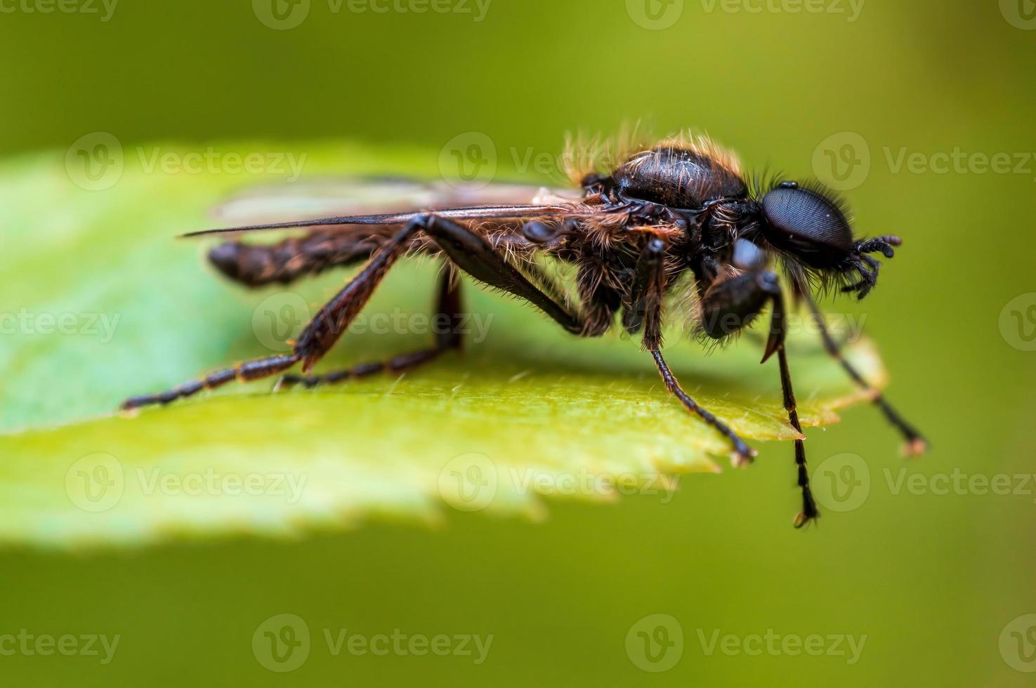 one March fly sits on a leaf in a forest photo