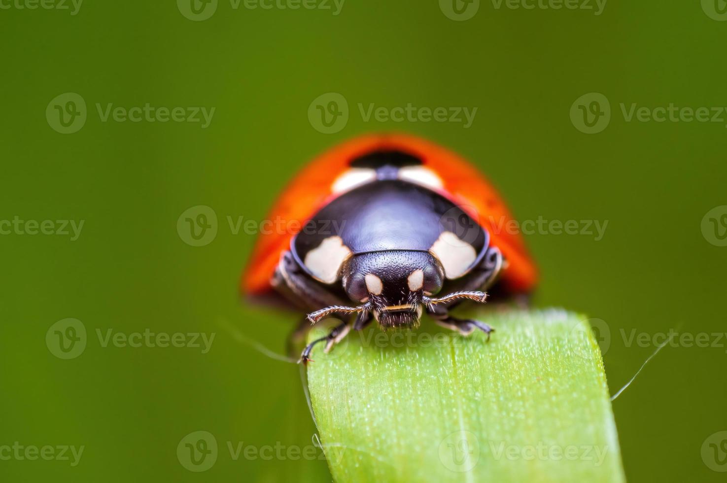 una mariquita roja se sienta en una brizna de hierba en un prado foto