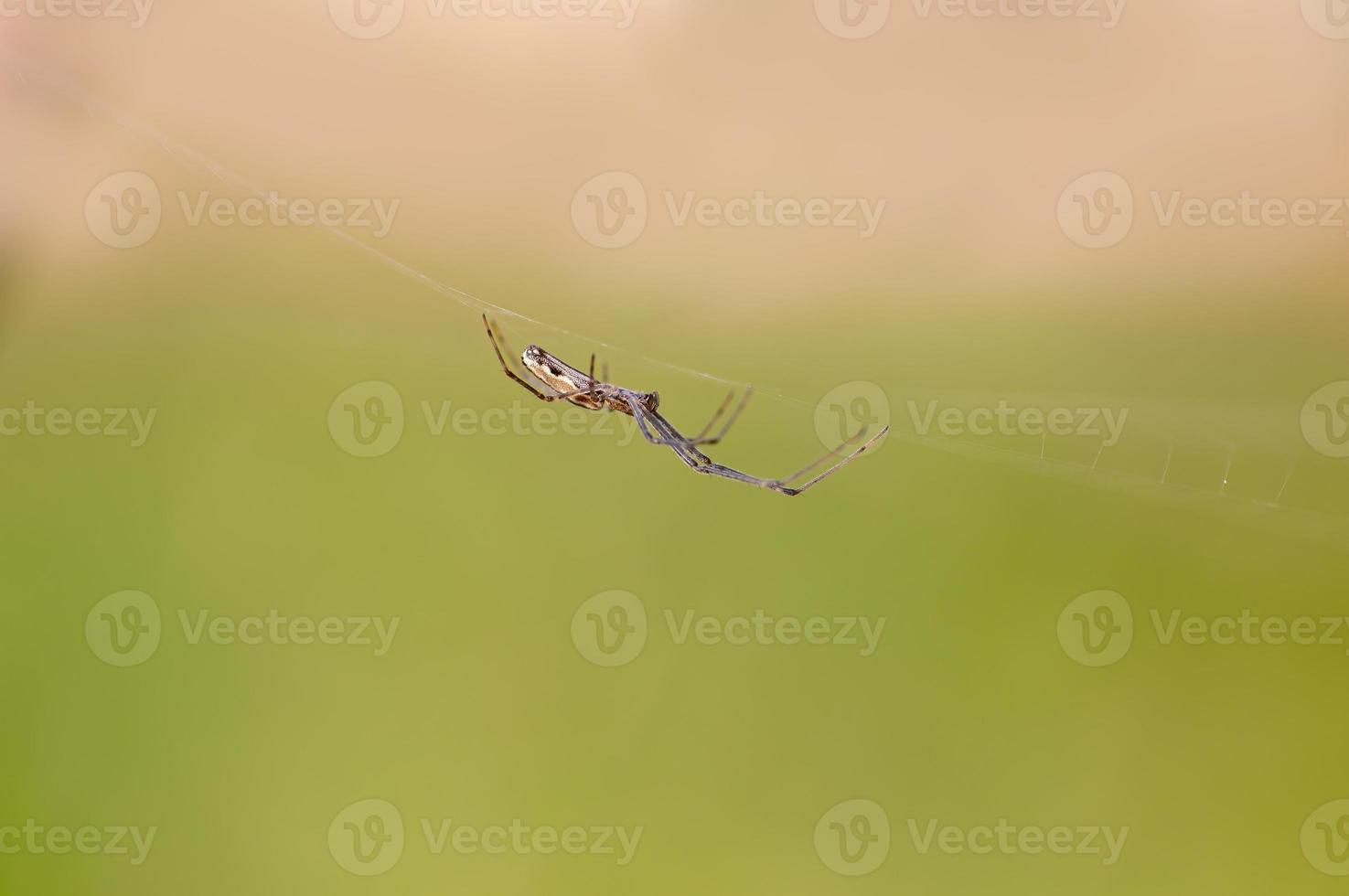 una araña se sienta en su telaraña y espera a su presa foto