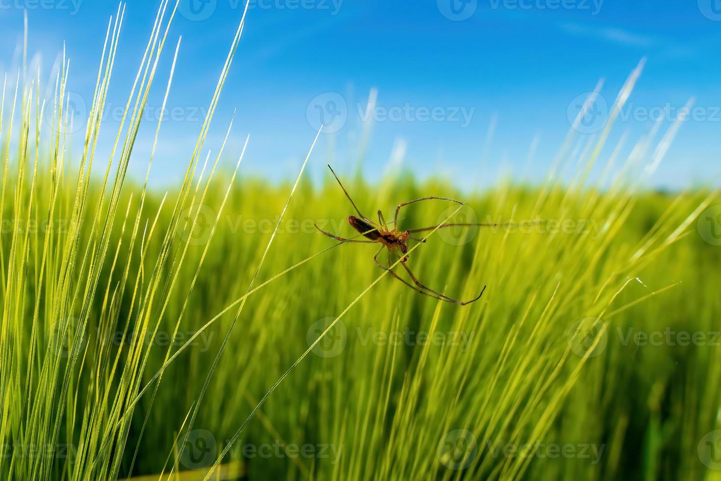 una araña se sienta en su telaraña en un campo de cebada foto