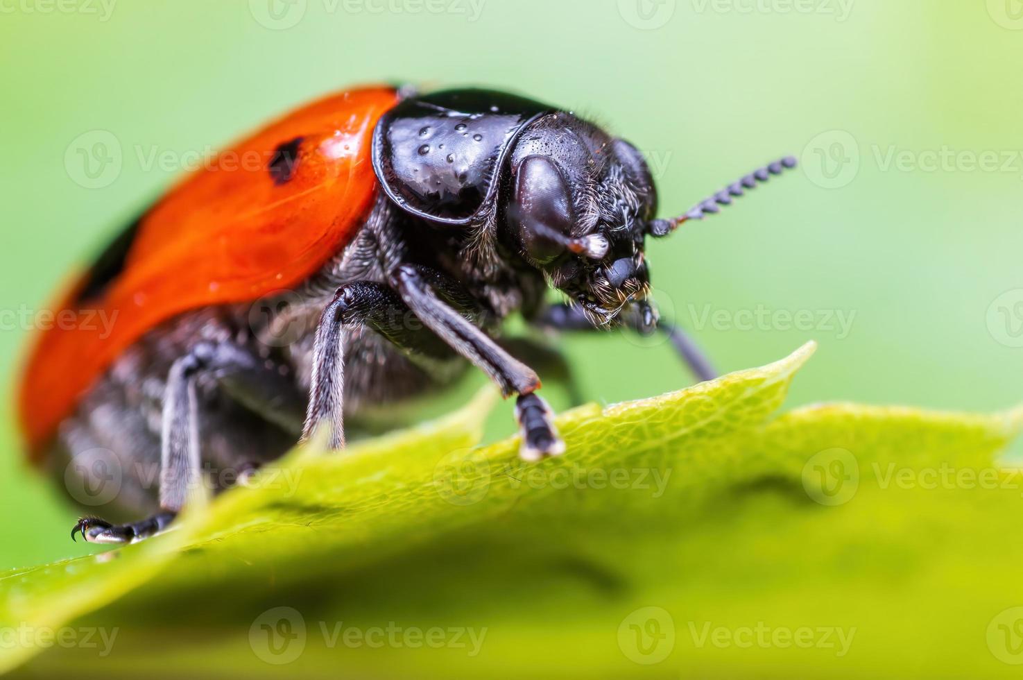 one ant bag beetle sits on a leaf of a bush photo