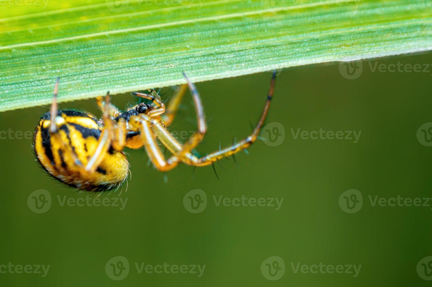 one small spider is waiting for its prey on a blade of grass photo