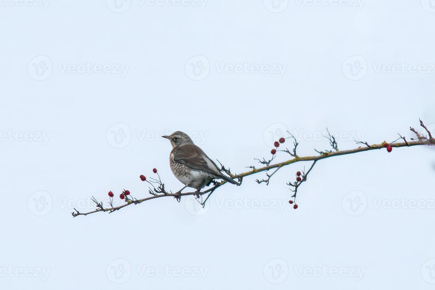 a fieldfare sitting on a branch photo