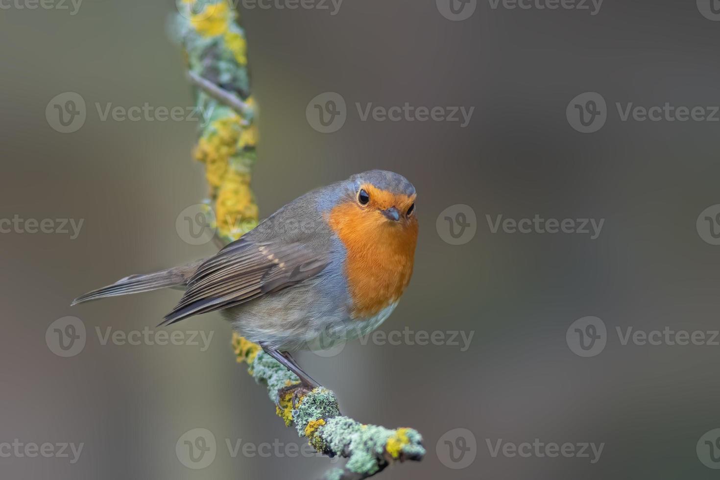 a robin sits on a branch photo