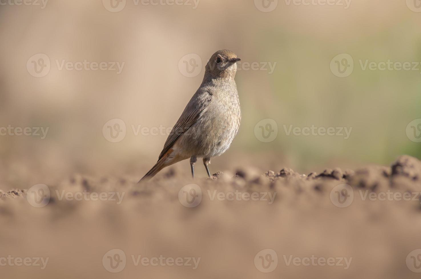 a female redstart looking for food on a freshly plowed field photo