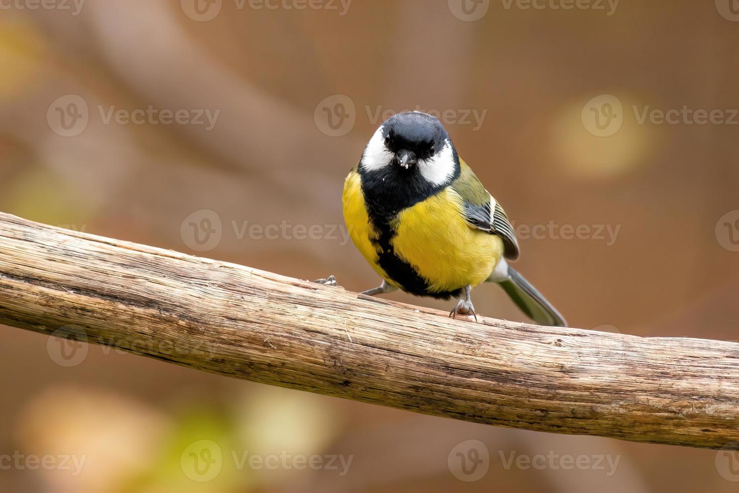 a great tit sits on a branch photo