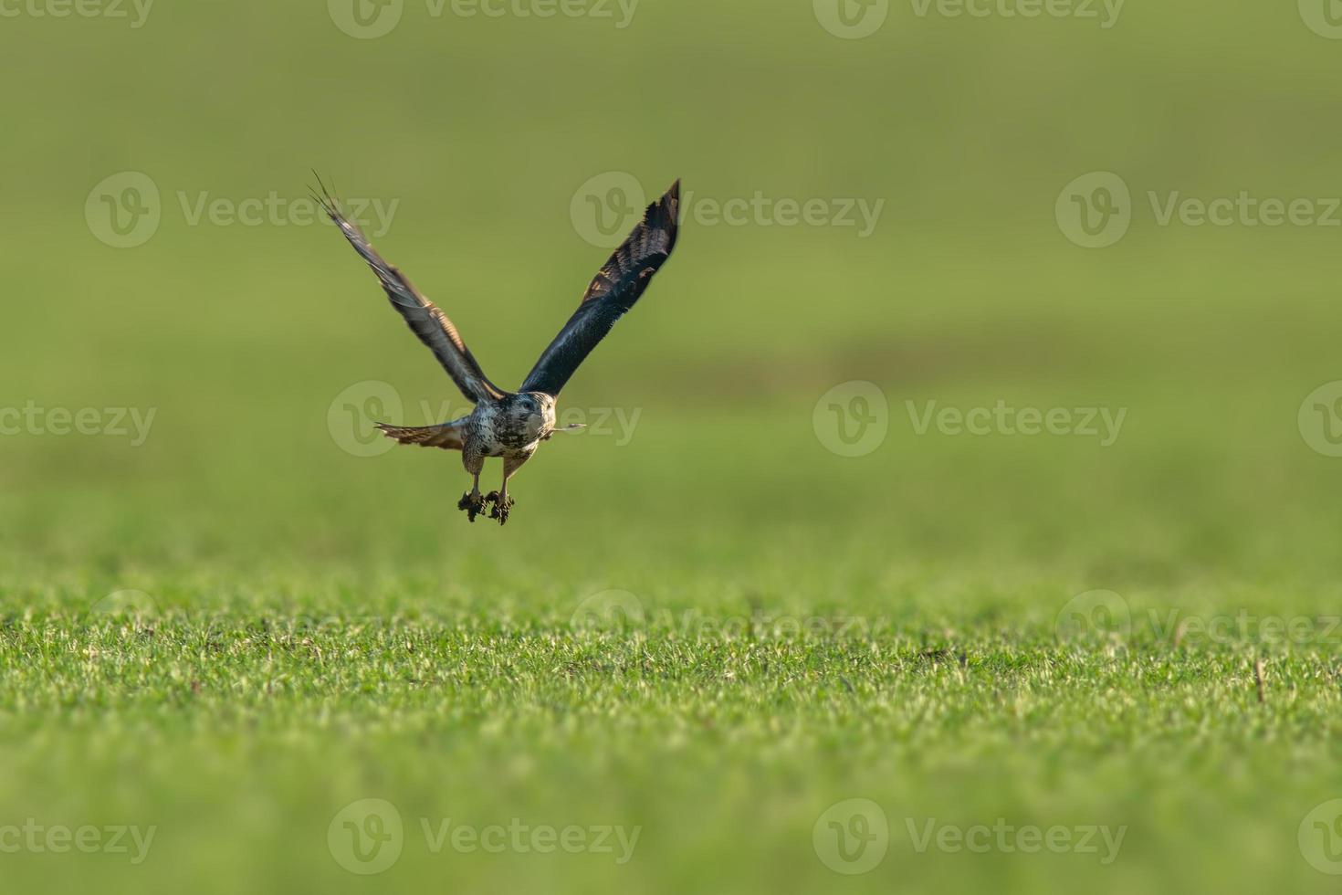 a buzzard flies over a green field 14980617 Stock Photo at Vecteezy