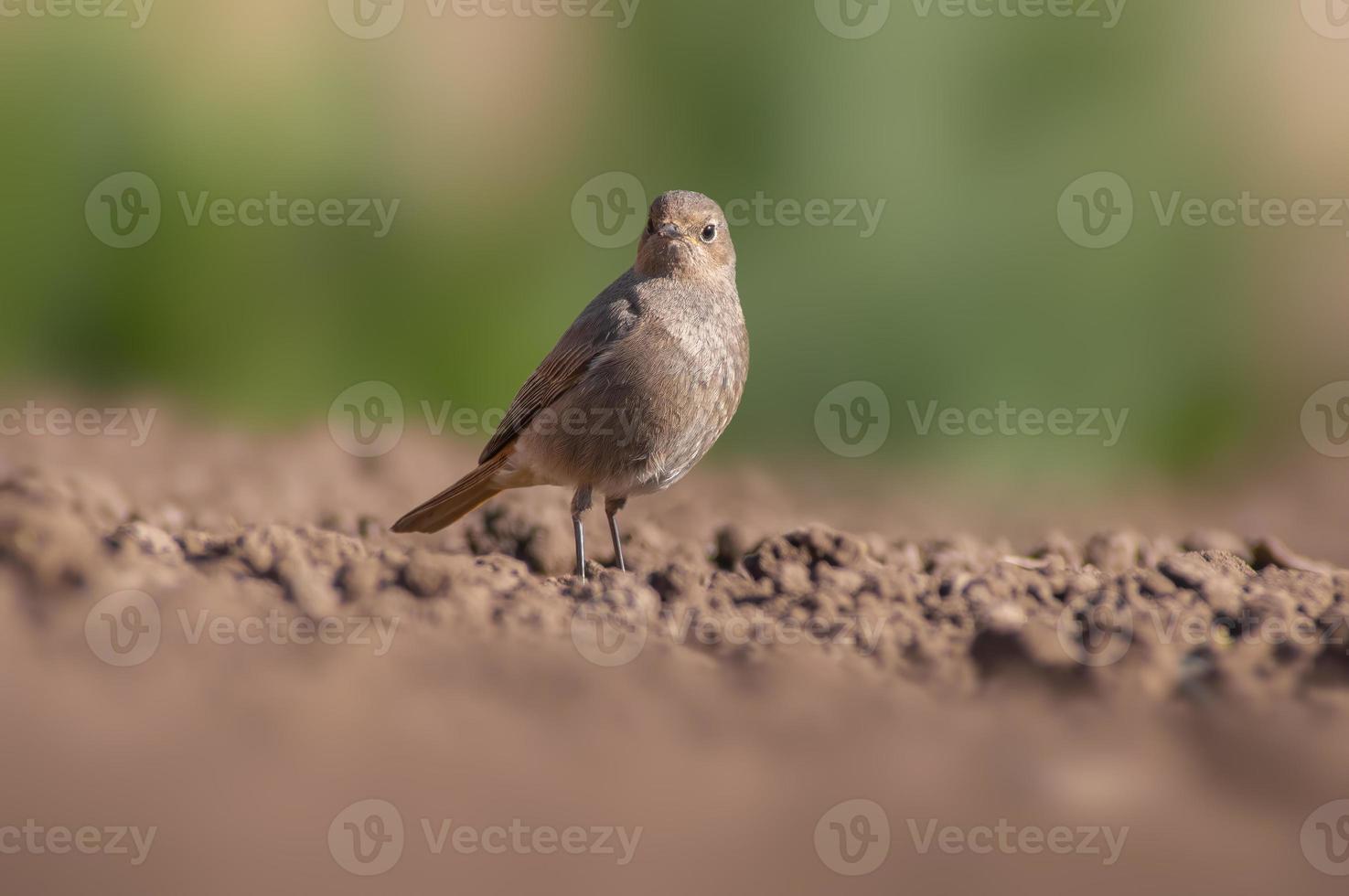 una hembra de colirrojo buscando comida en un campo recién arado foto