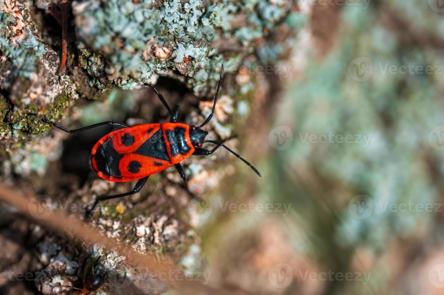 one fire bug sits on the bark of a tree photo