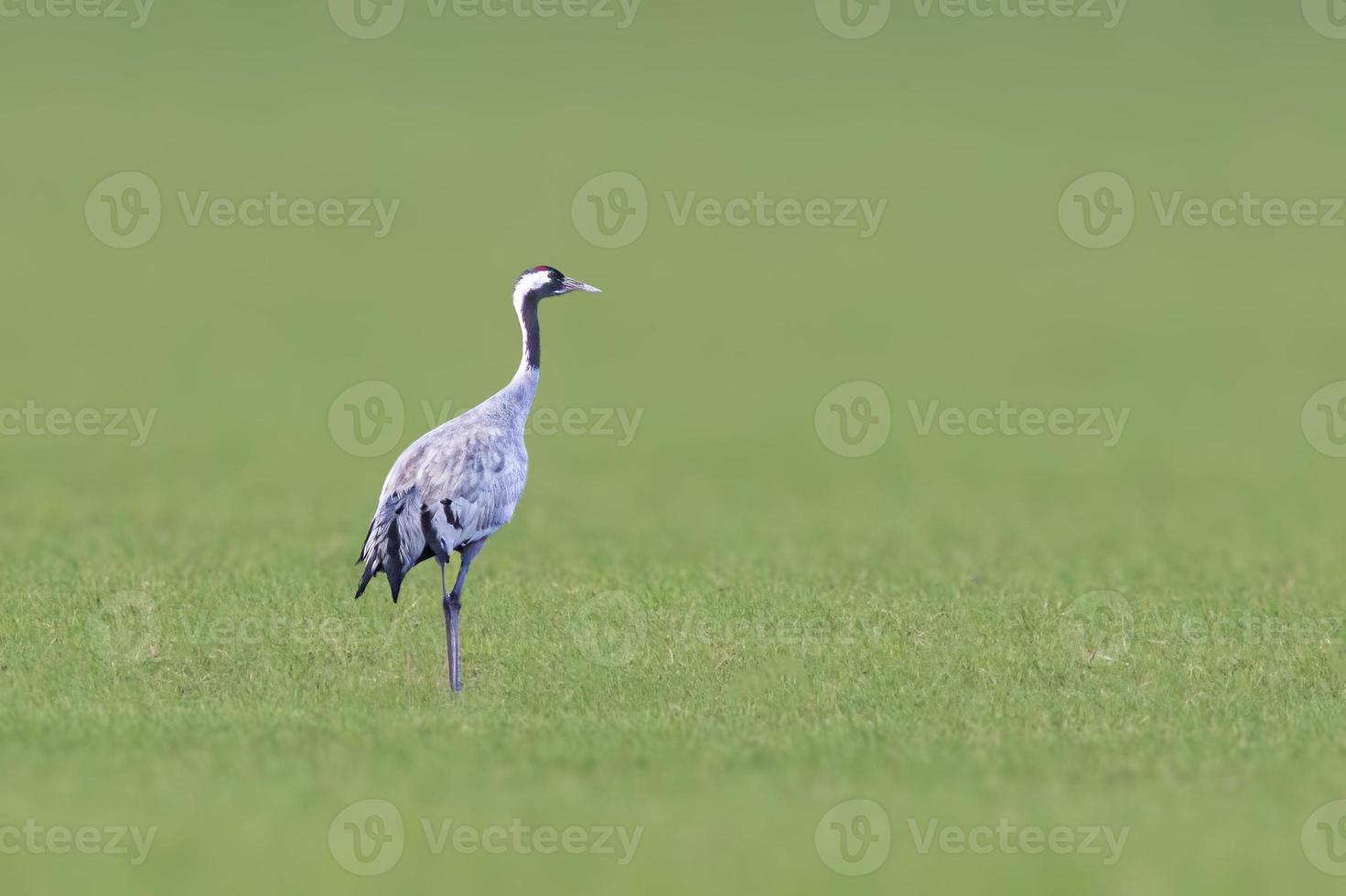 a crane stands on a green field photo