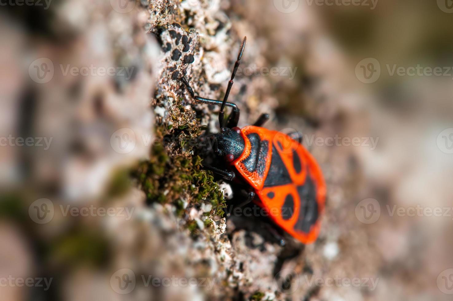 un insecto de fuego se sienta en la corteza de un árbol foto