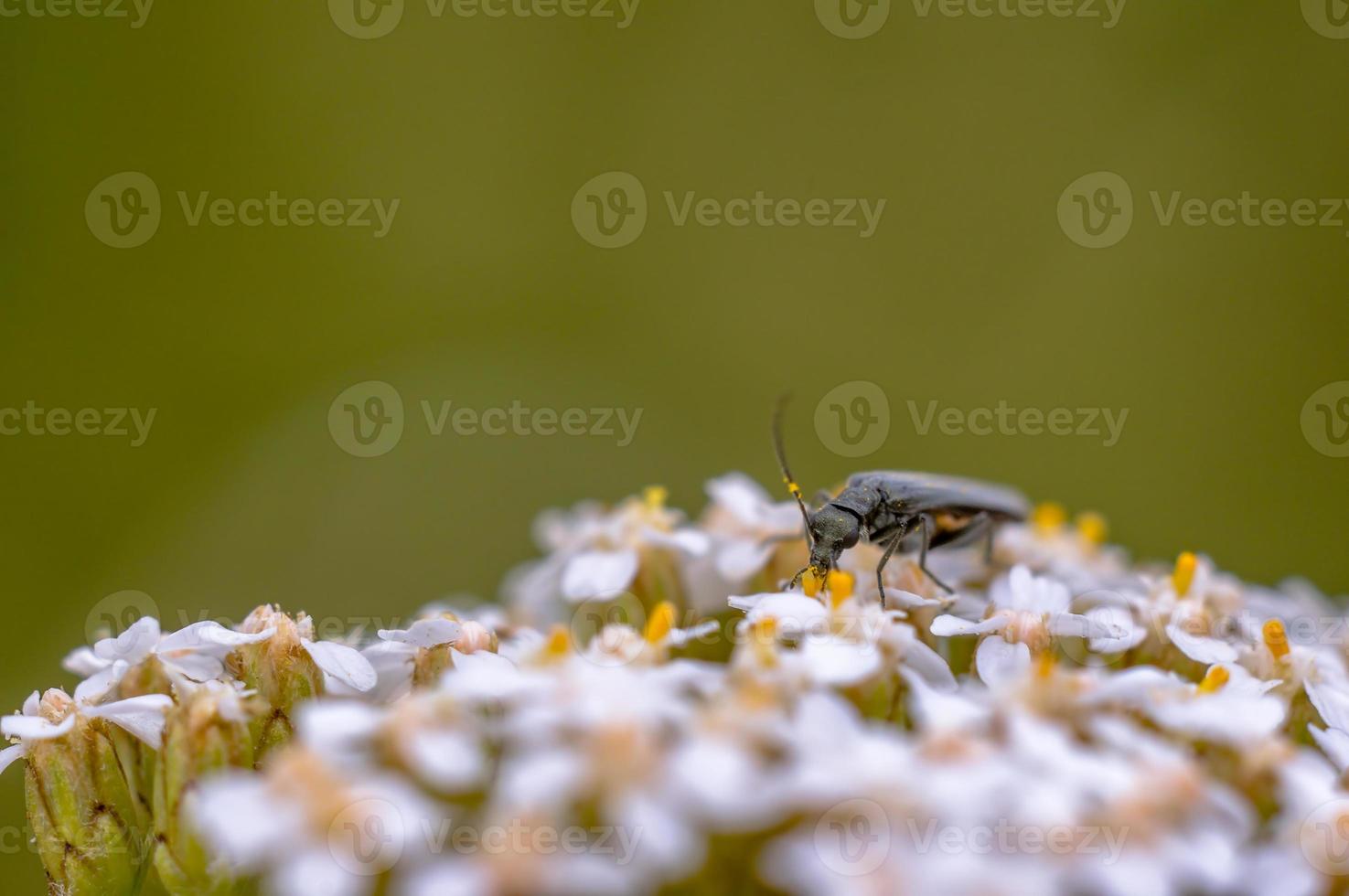 beetle sitting on a white umbel of flowers in a meadow in summer photo