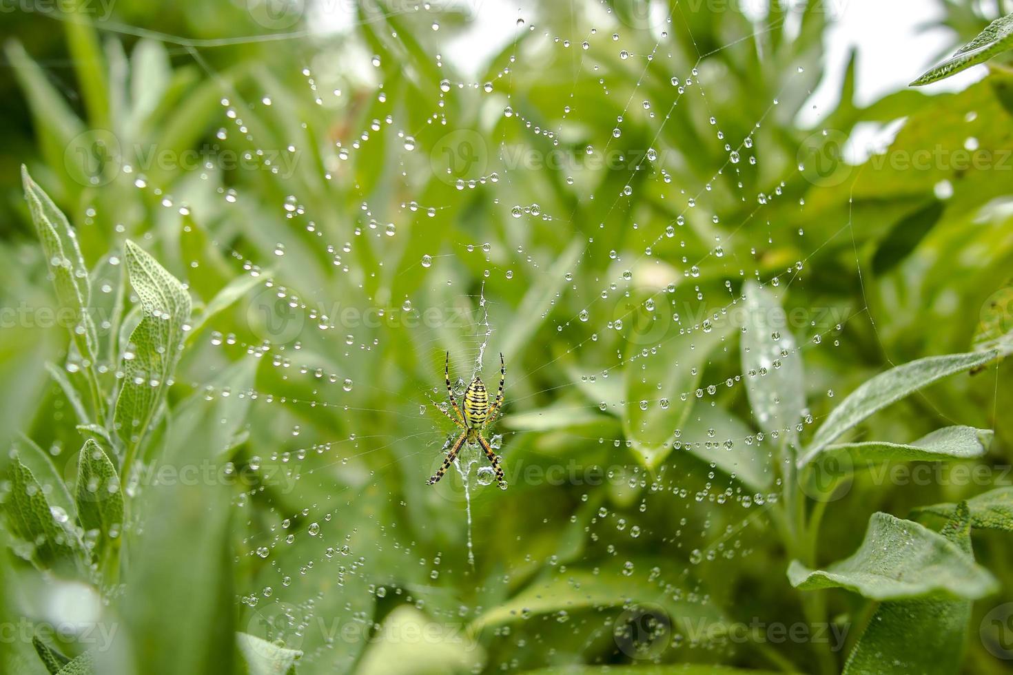 one wasp spider sits in its web and waits for prey photo