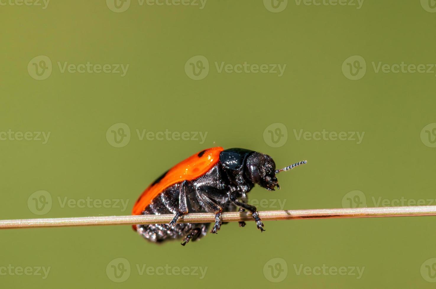 one ant bag beetle sits on a stalk in a meadow photo