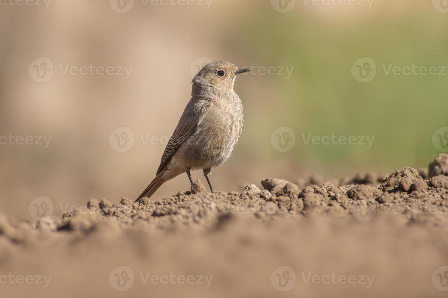 a female redstart looking for food on a freshly plowed field photo