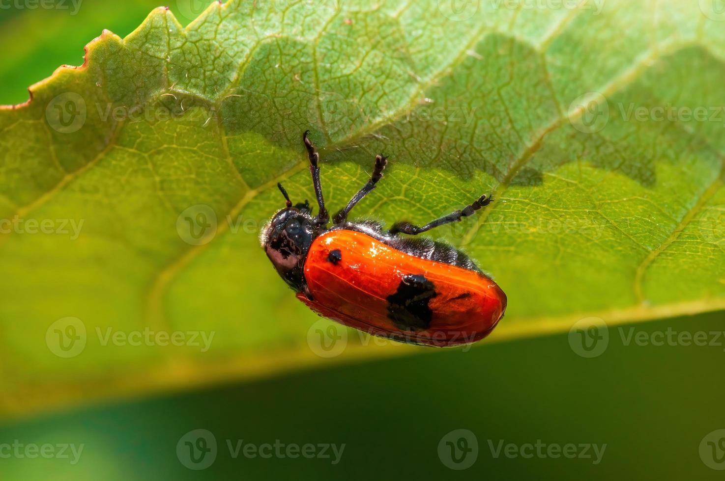 un escarabajo de bolsa de hormigas se sienta en una hoja de un arbusto foto