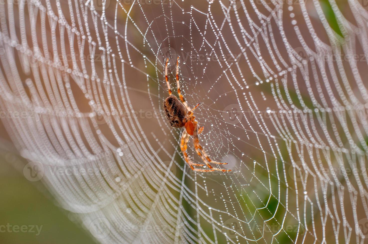 one spider sits in its web and waits for prey photo