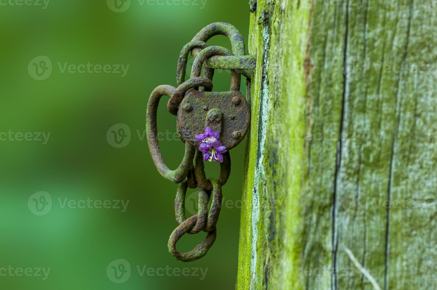 una cerradura oxidada con una flor morada en un bosque foto