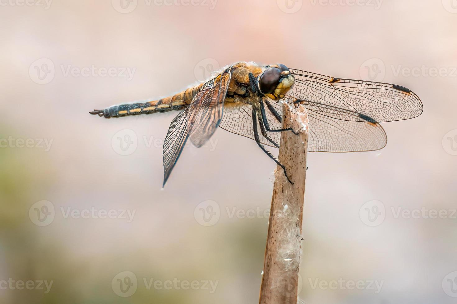 one anisoptera dragonfly sits on a stalk in a meadow photo