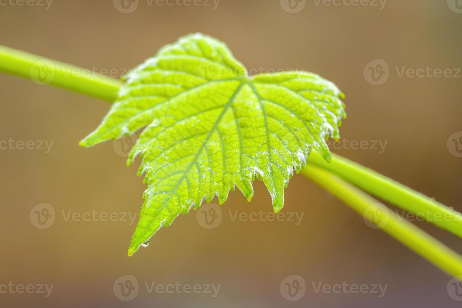 one branch with green wine leaves in the forest photo