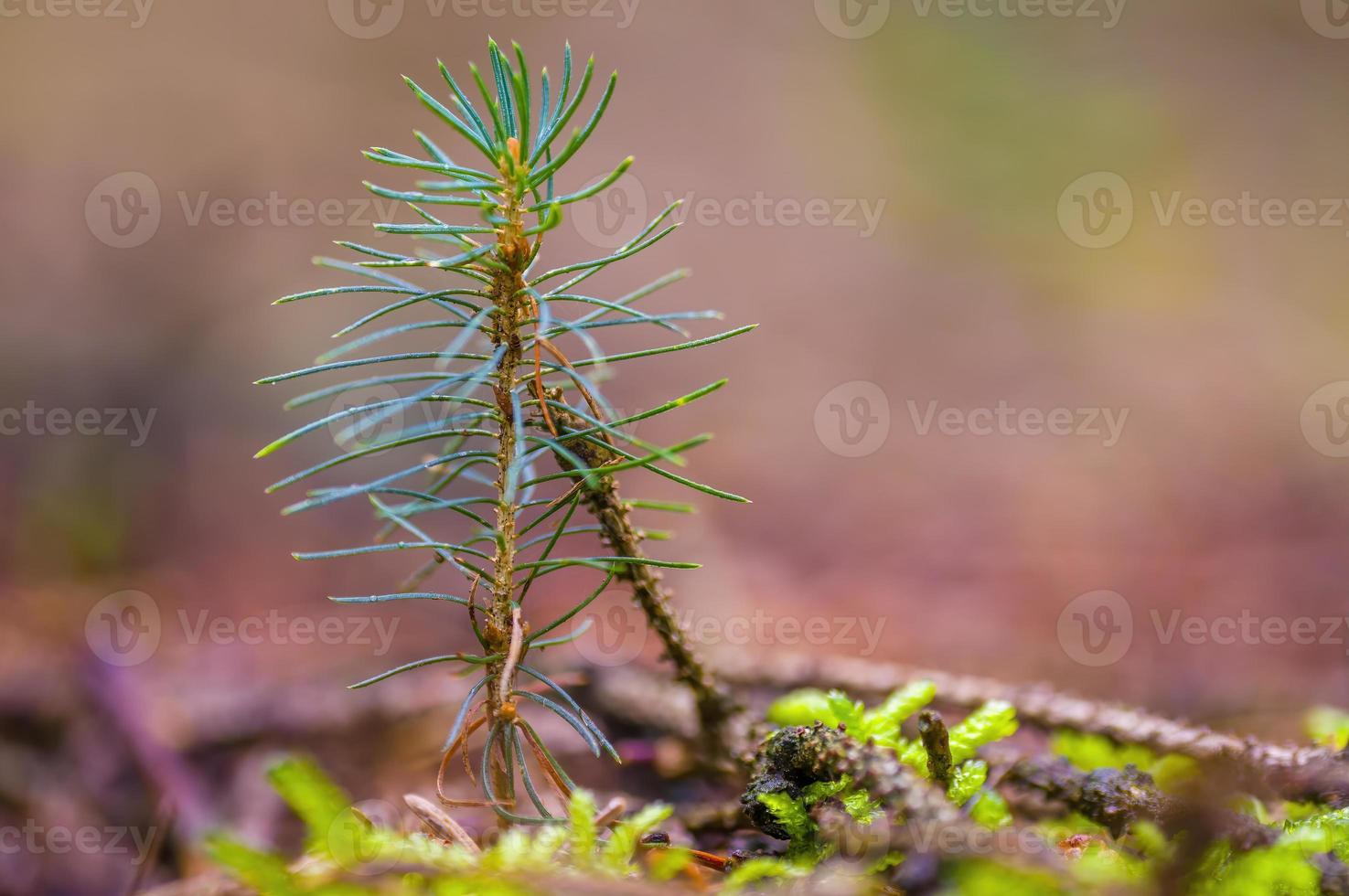 one branch with fresh sprout in the winter forest photo