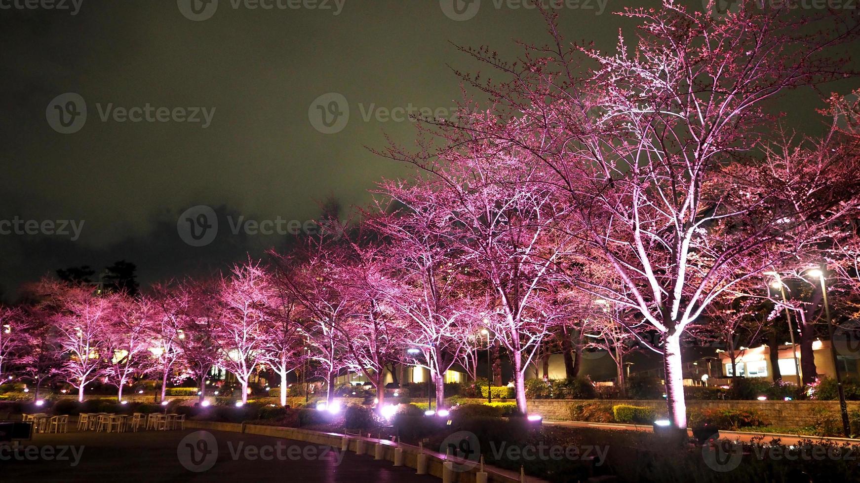 sakura rosa o flor de cerezo en la noche en roppongi tokyo midtown y luz y destellos en la cámara y el paisaje de fondo. foto