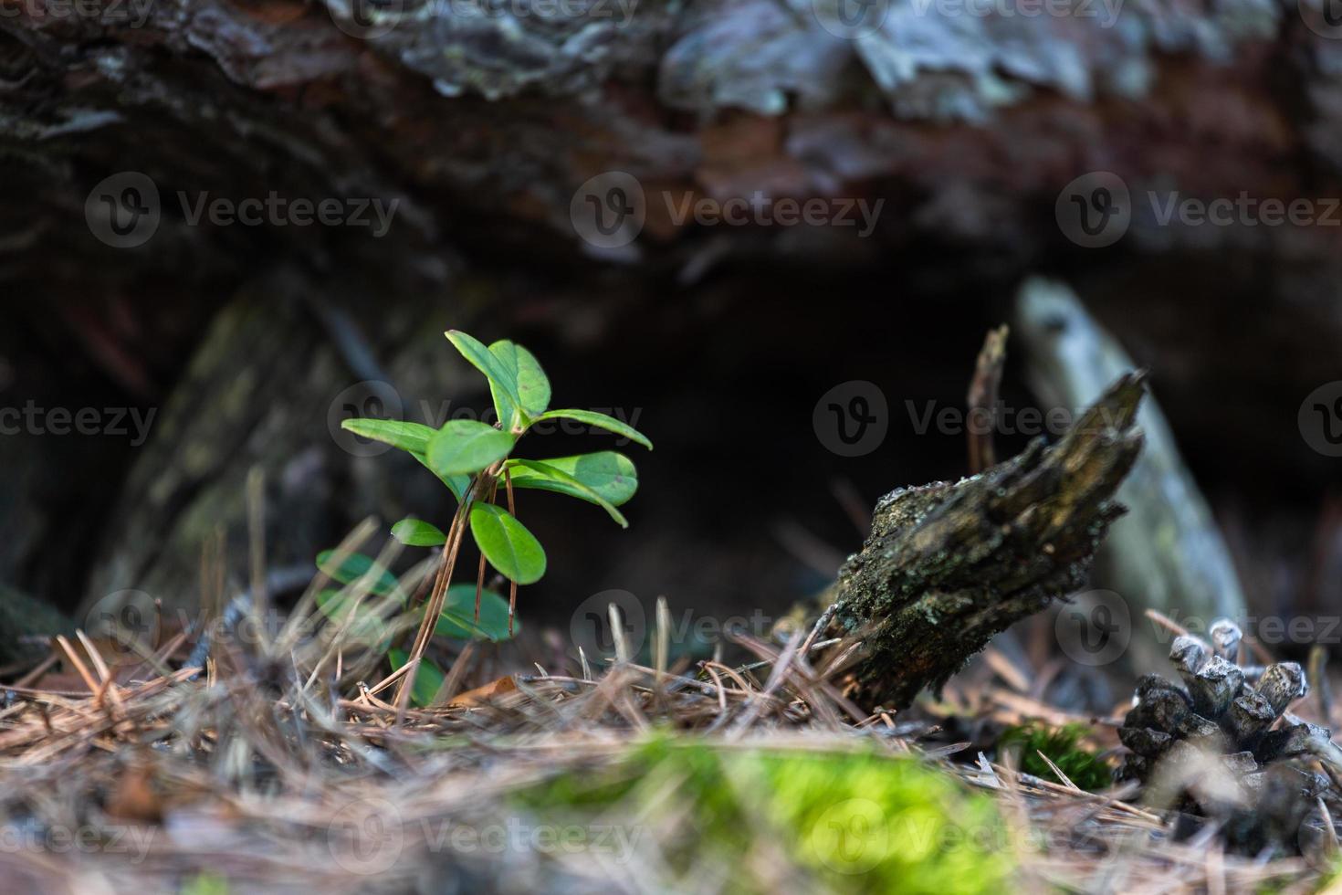 Spring in the swamp lakes photo