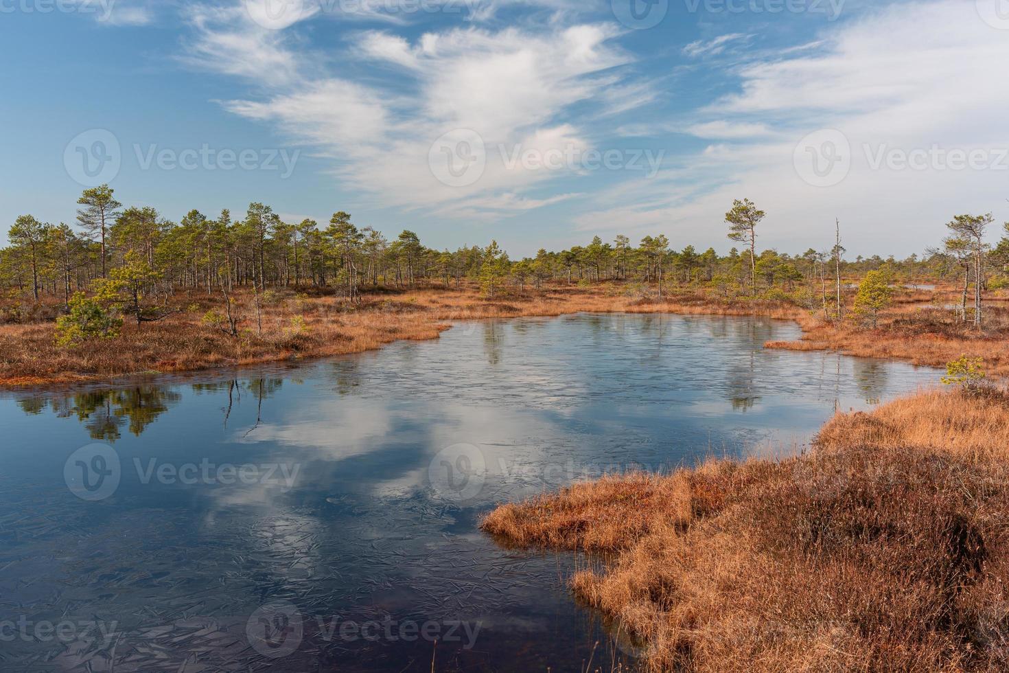 Spring in the swamp lakes photo