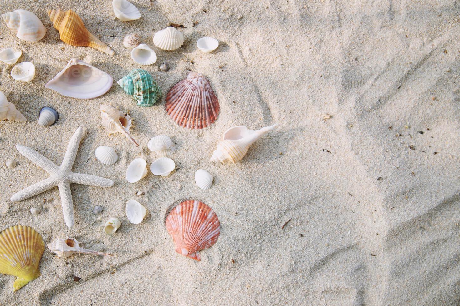 concepto de horario de verano con conchas marinas y estrellas de mar en el fondo blanco de la arena de la playa. espacio libre para la vista superior de la decoración. foto