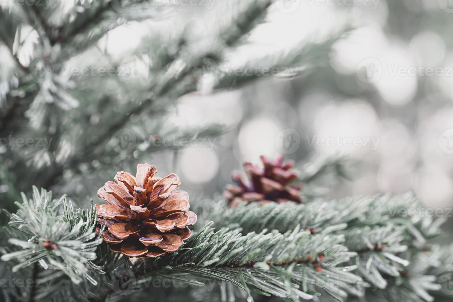 pino en el día de navidad foto