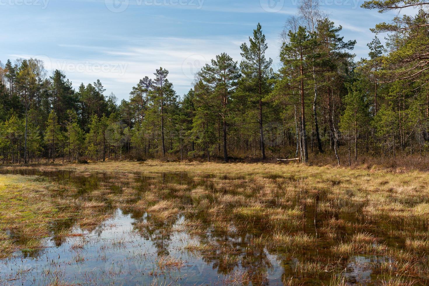 Spring in the swamp lakes photo