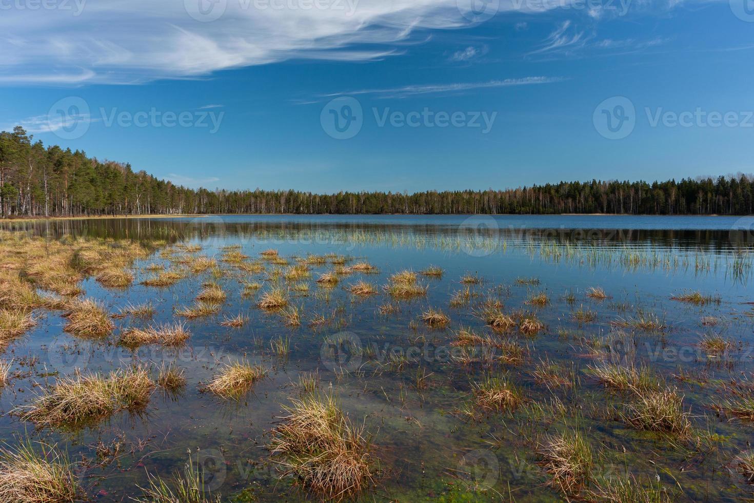 Spring in the swamp lakes photo