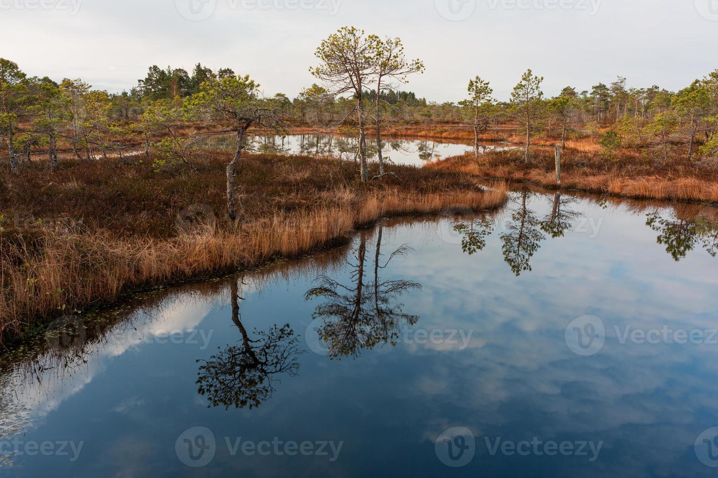 Spring in the swamp lakes photo