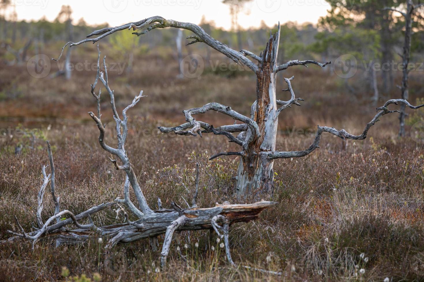 Spring in the swamp lakes photo