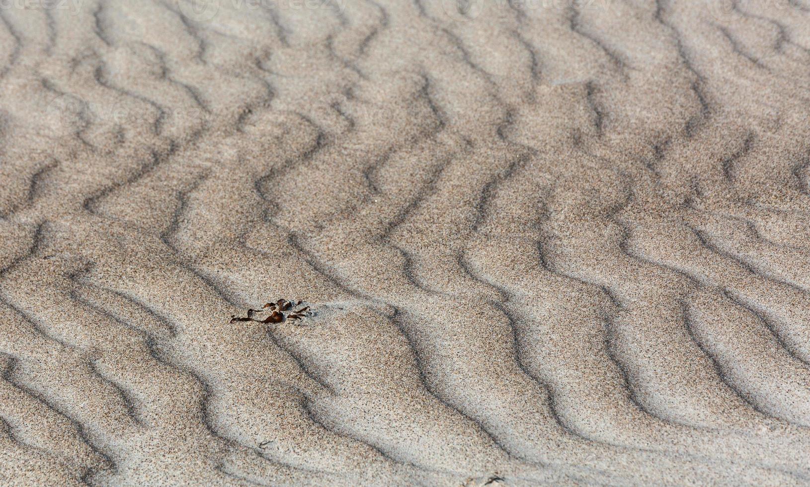 Patterns in The Beach Sand photo