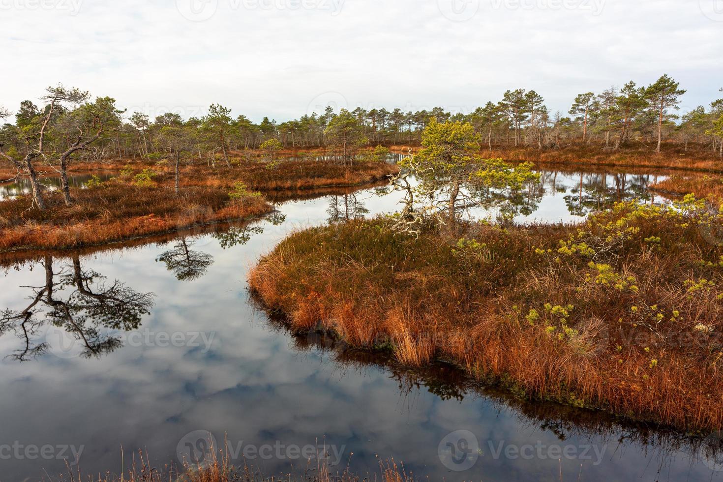 Spring in the swamp lakes photo