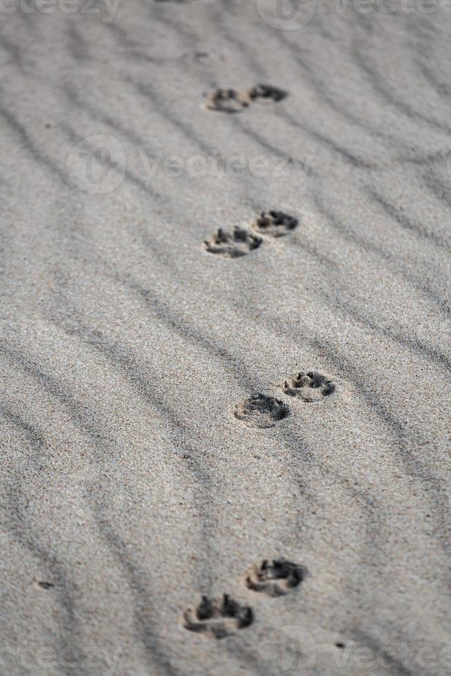 Patterns in The Beach Sand photo