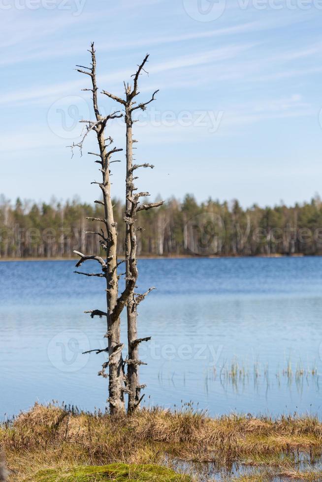 Spring in the swamp lakes photo