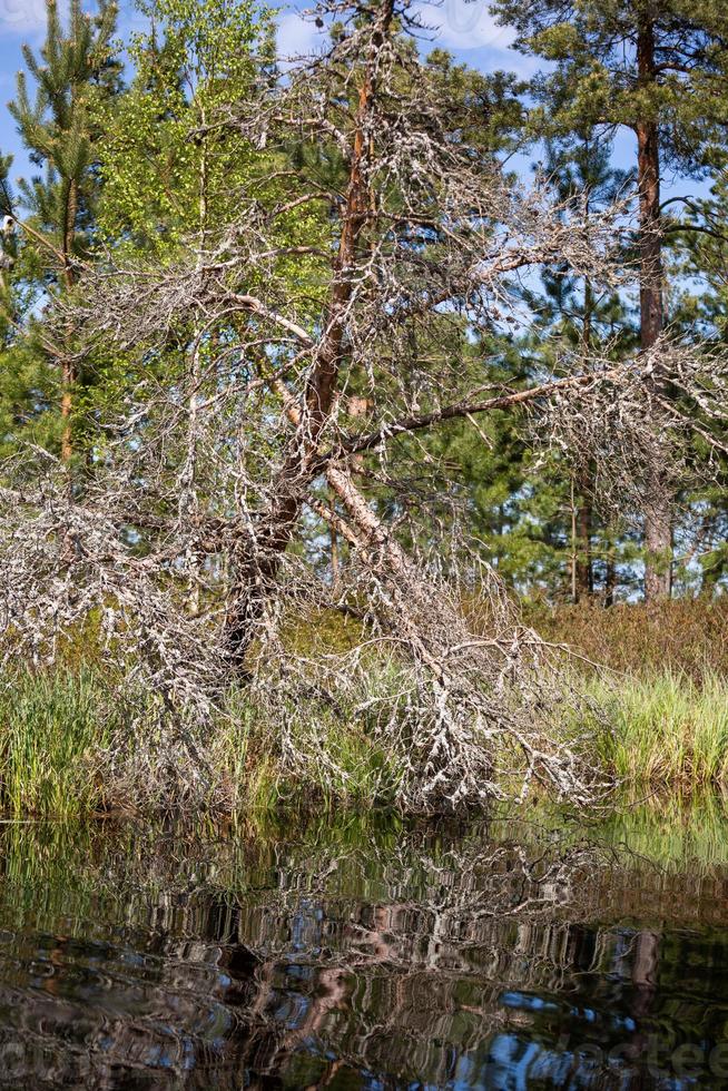 Spring in the swamp lakes photo