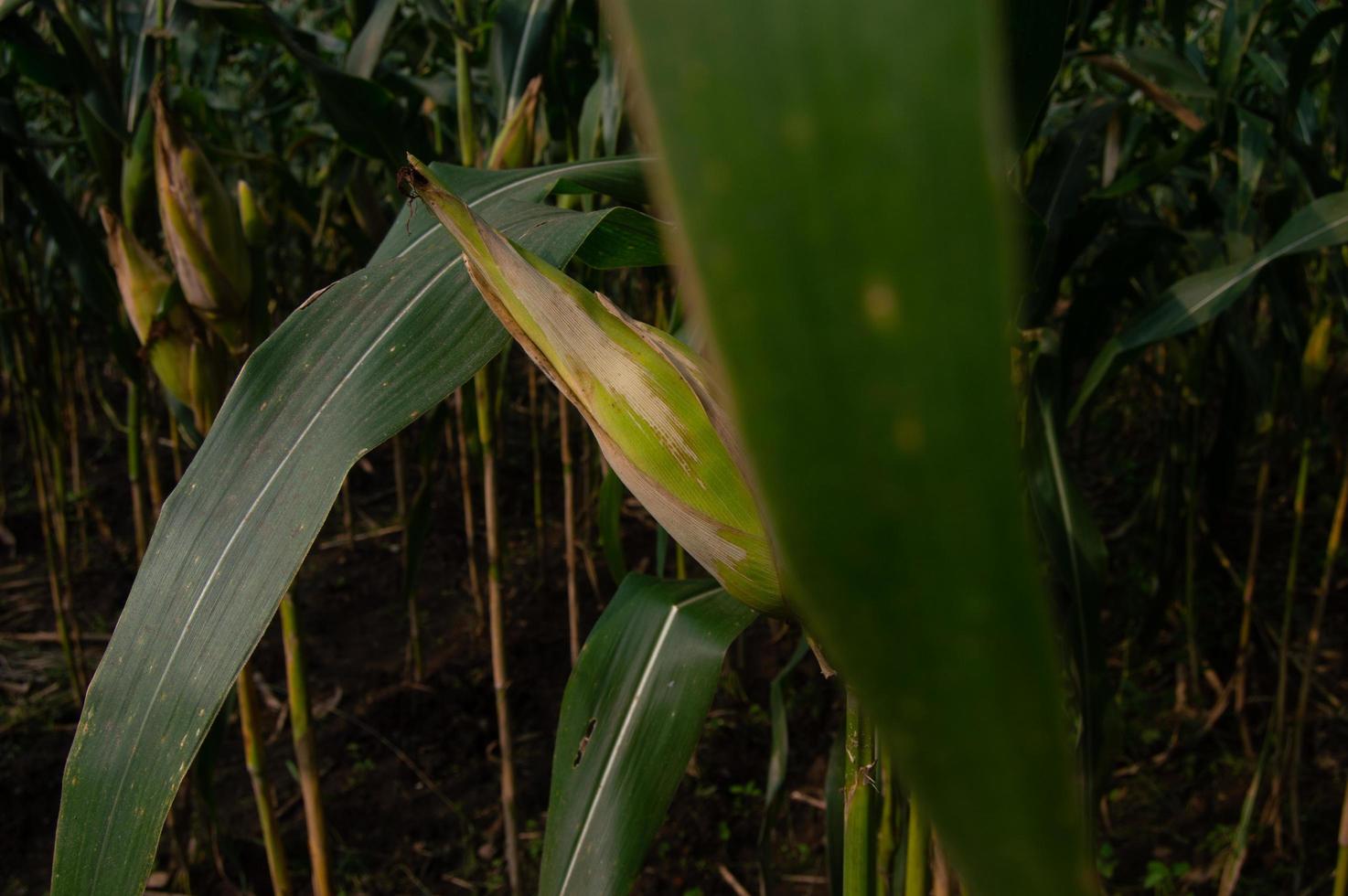 ready to harvest corn in lowland gardens indonesia photo