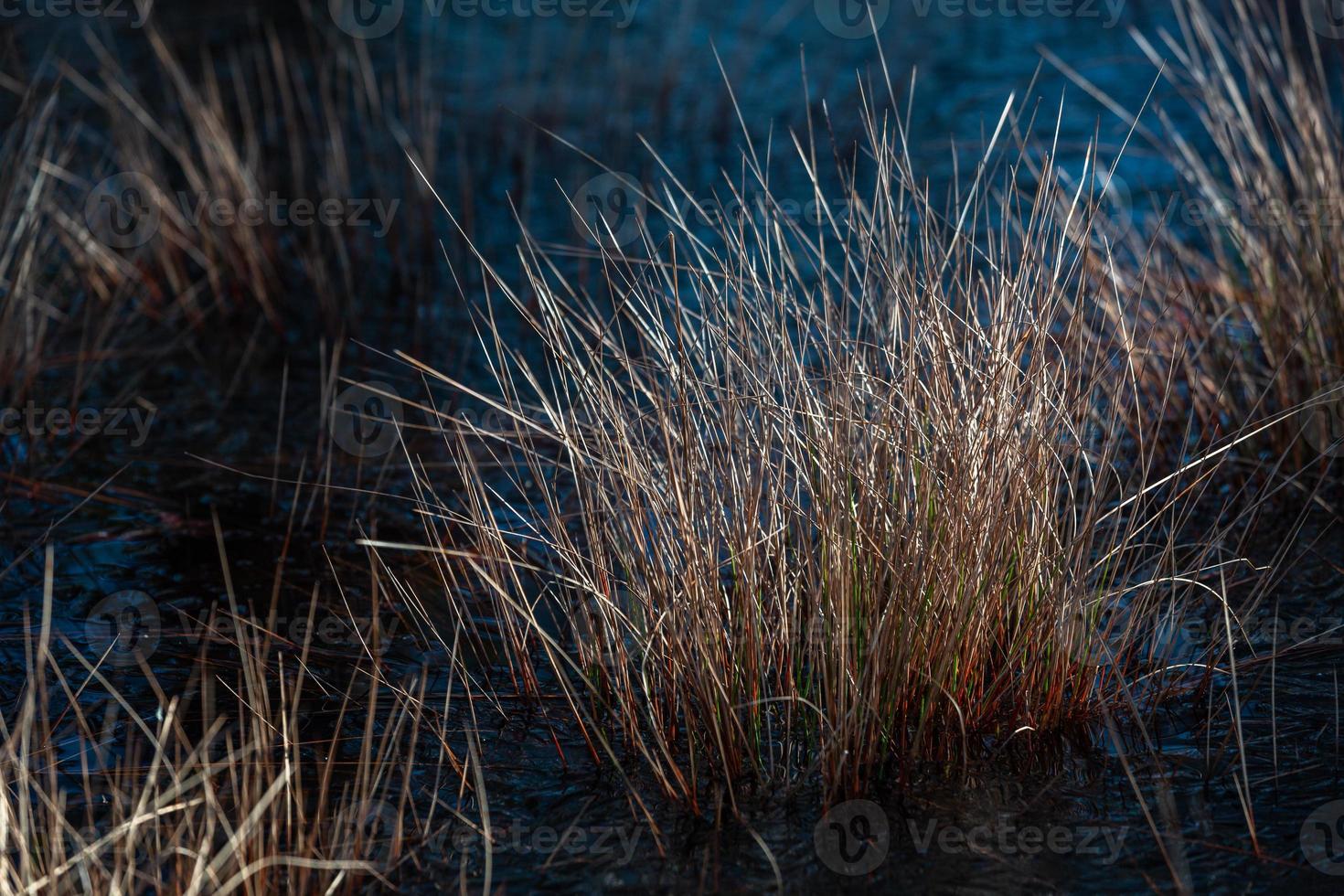 Spring in the swamp lakes photo