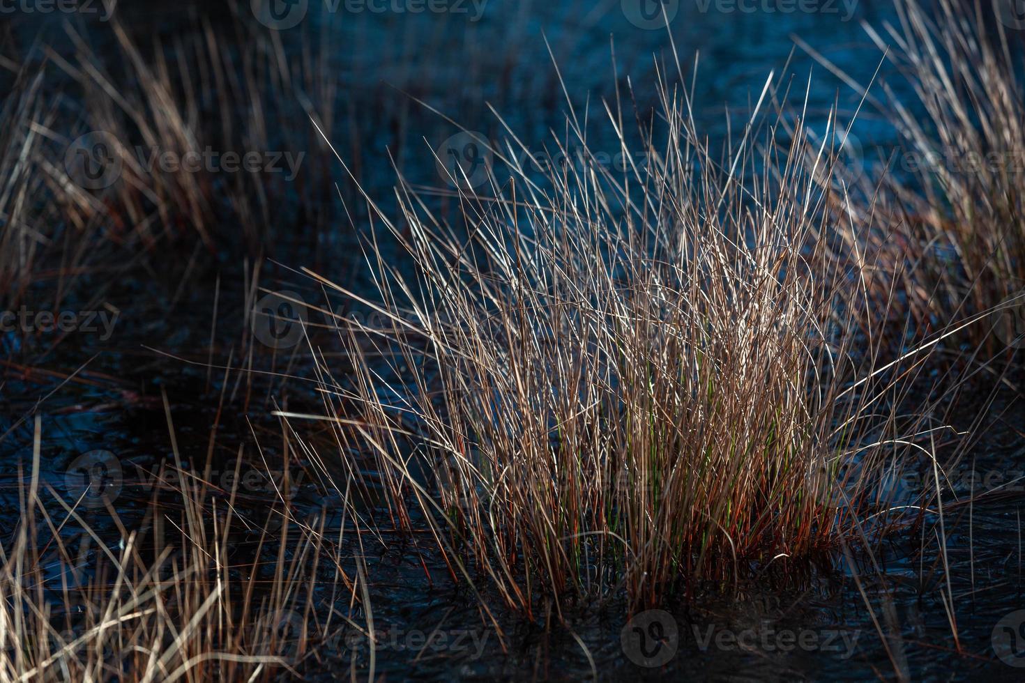 Spring in the swamp lakes photo