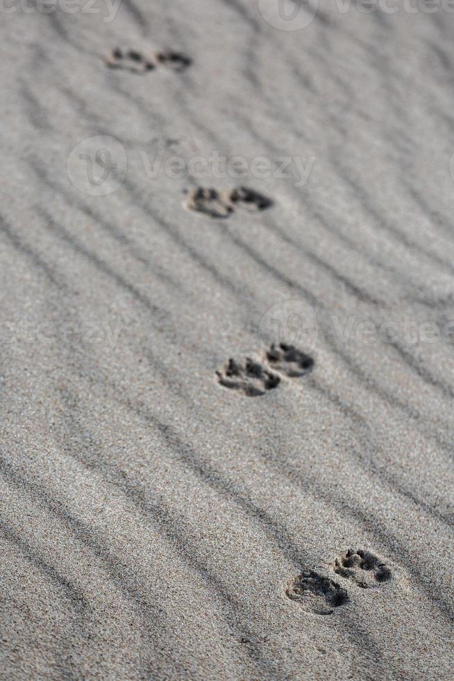 Patterns in The Beach Sand photo