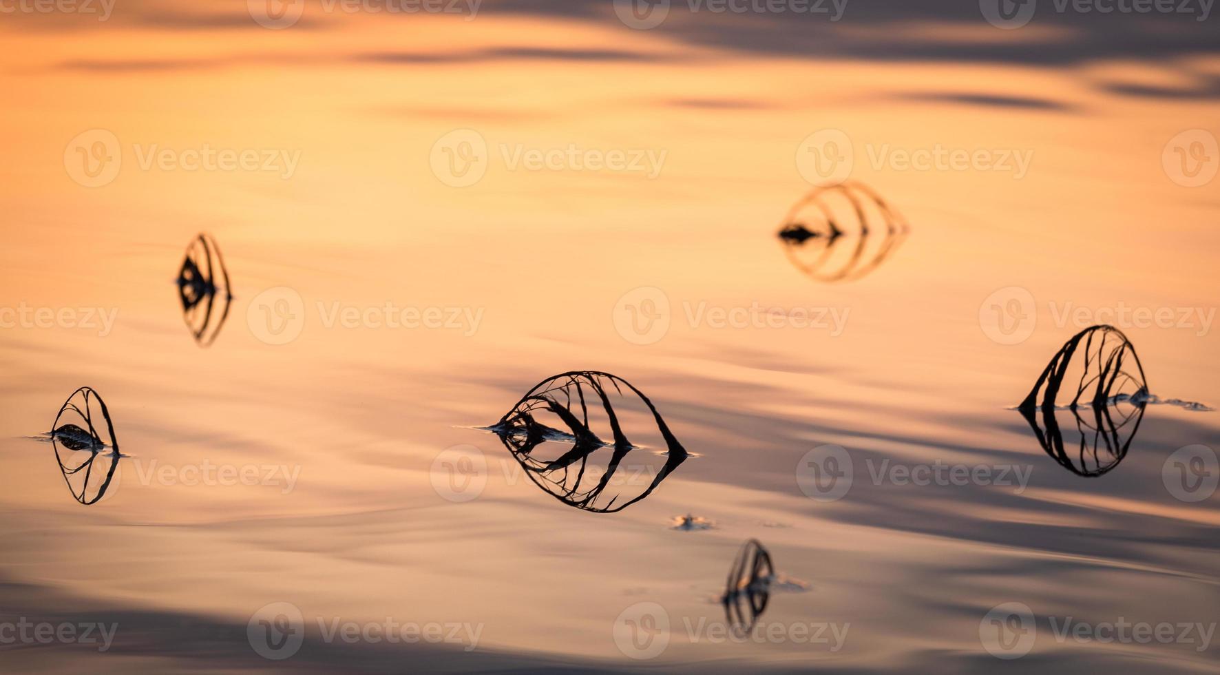 Flooded Meadows in Spring photo