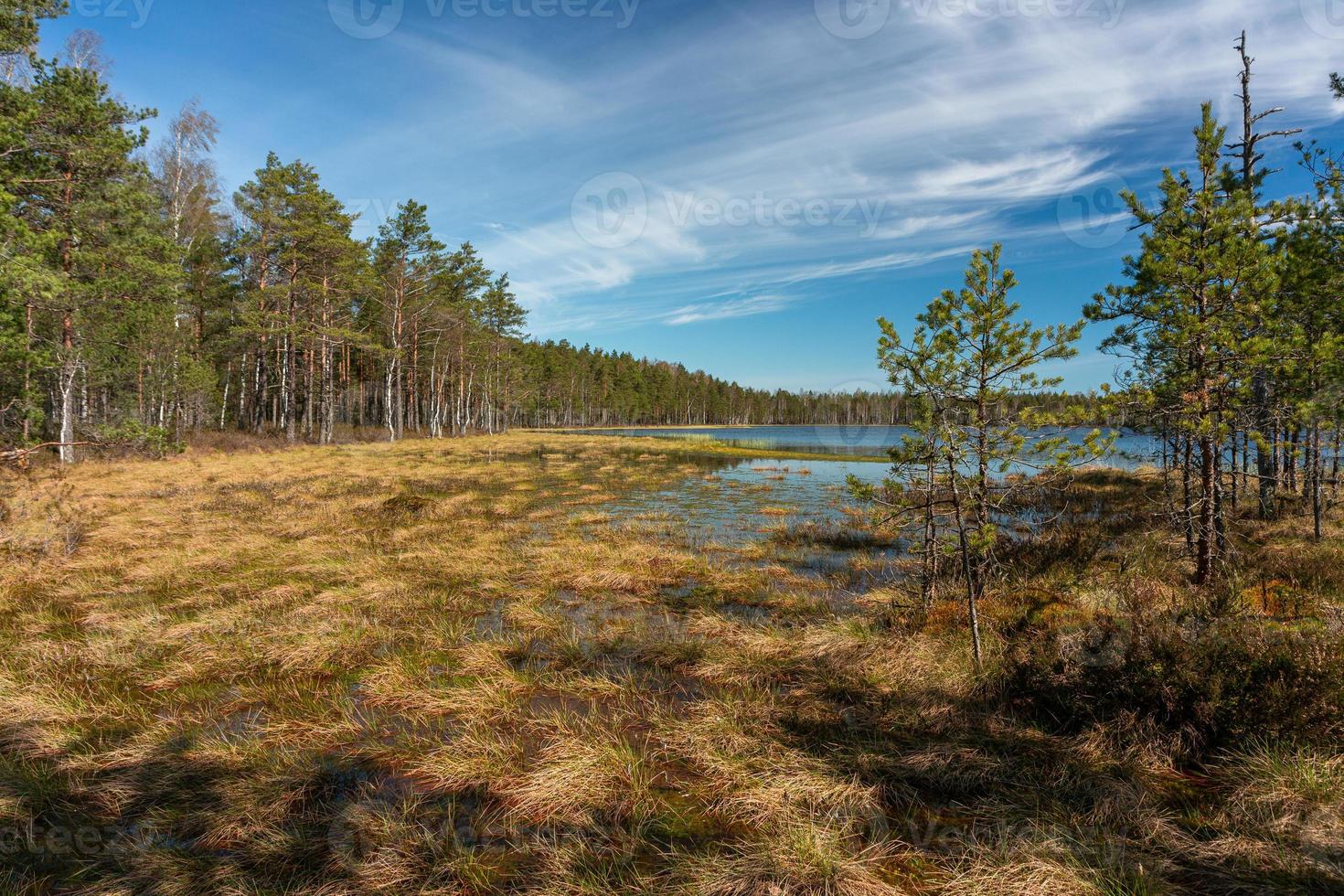 Spring in the swamp lakes photo