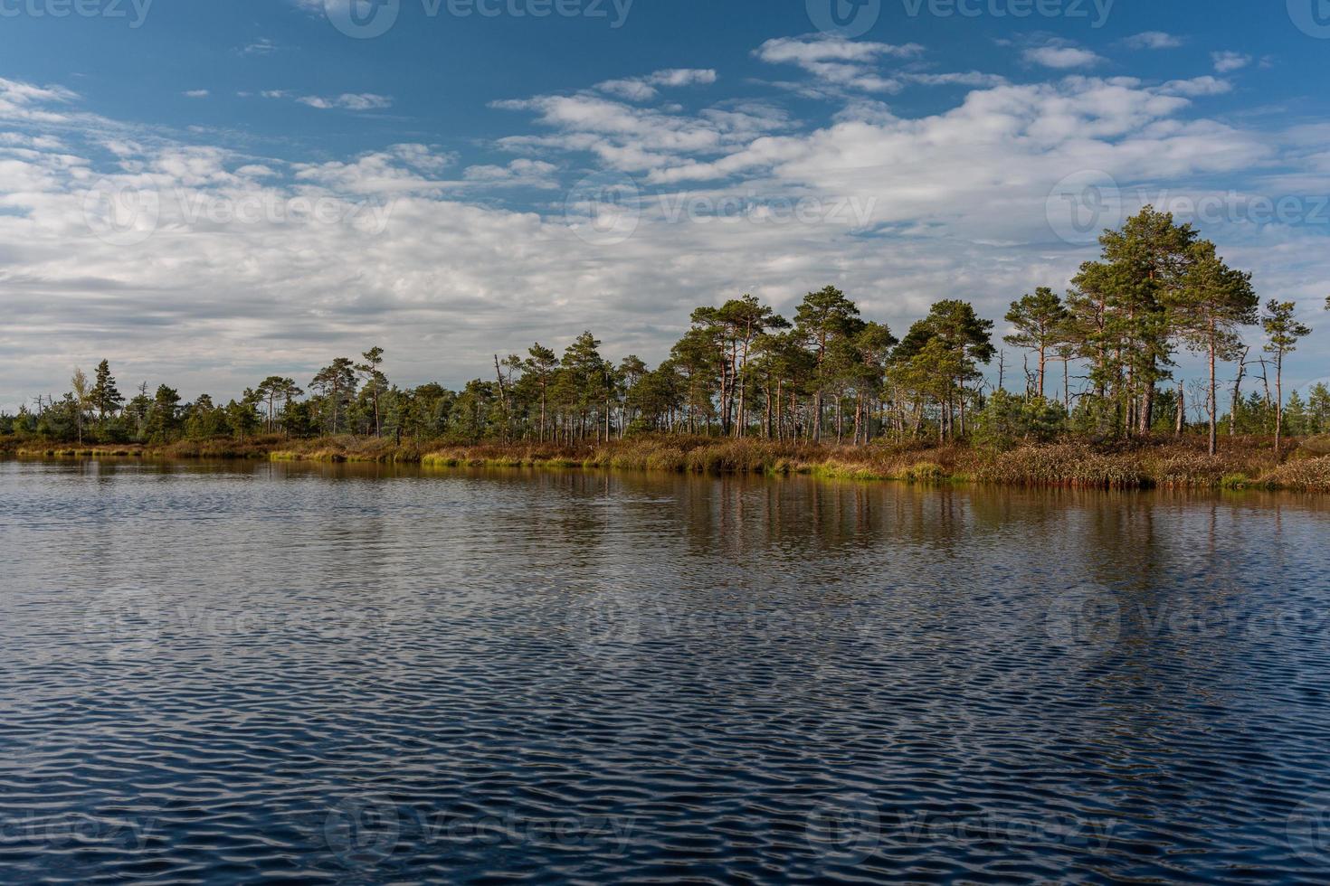 Spring in the swamp lakes photo